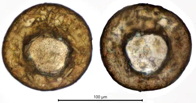 Centropyxis lapponica